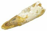 Bargain, Fossil Spinosaurus Tooth - Feeding Worn Tip #363488-1